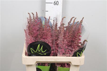 Astilbe chinensis 'Vision in Pink'