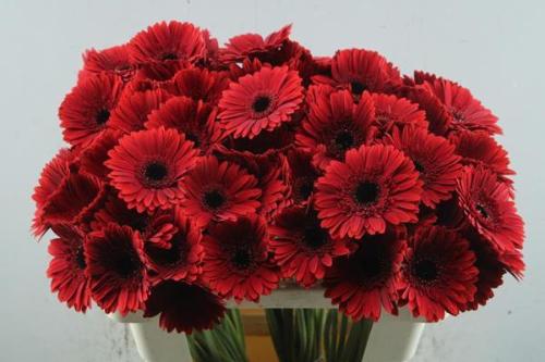 Gerbera mini 'Masserati'