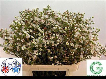 Chamelaucium micranthum 'Tal'