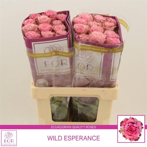 Rosa grootbloemig Wild Esperance