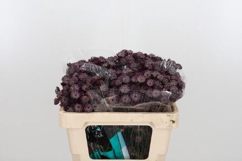 Astrantia major 'Star Of Love'