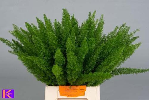 Asparagus densiflorus 'Meyers'