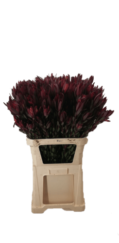 Leucadendron 'Safari Sunset'