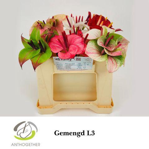 Anthurium Andreanum Grp Love Collectie