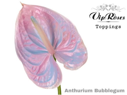 Anthurium Andreanum Grp kleurbehandeld H%