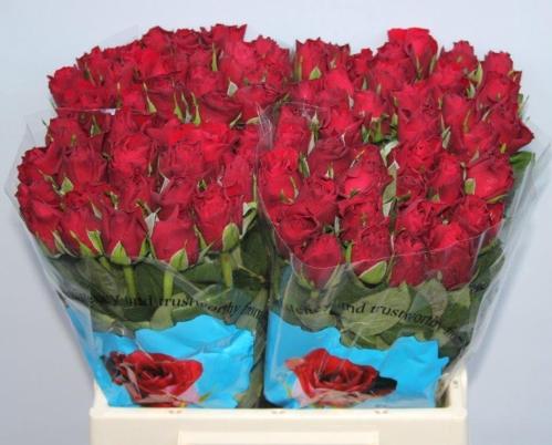 Rosa grootbloemig Upper Class