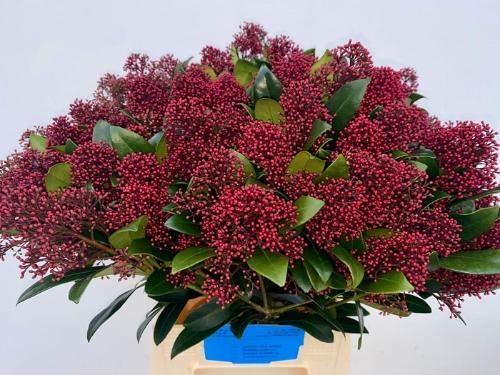 Skimmia per bos japonica 'Rubella'