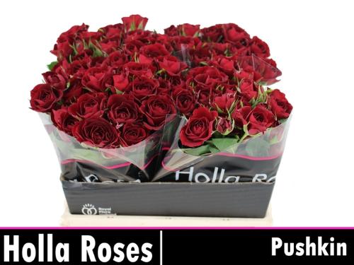 Rosa tros Pushkin