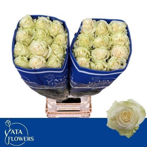 Rosa grootbloemig Mondial