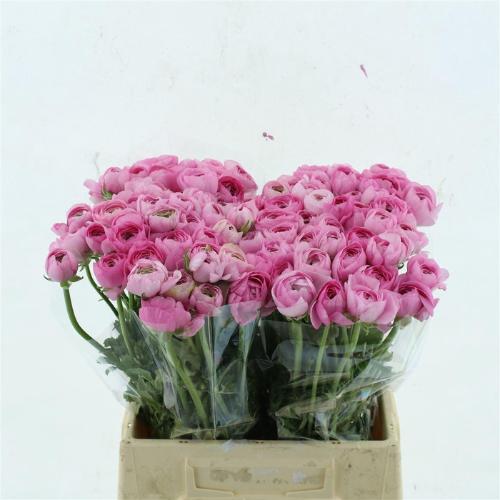 Ranunculus asiaticus 'Elegance Pink'