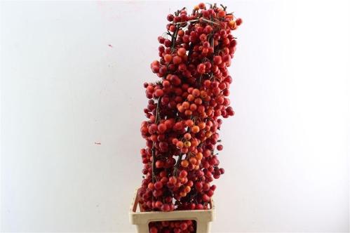 Siervruchten per tak Malus 'Red Sentinel'