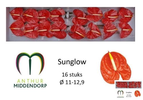 Anthurium Andreanum Grp Sunglow