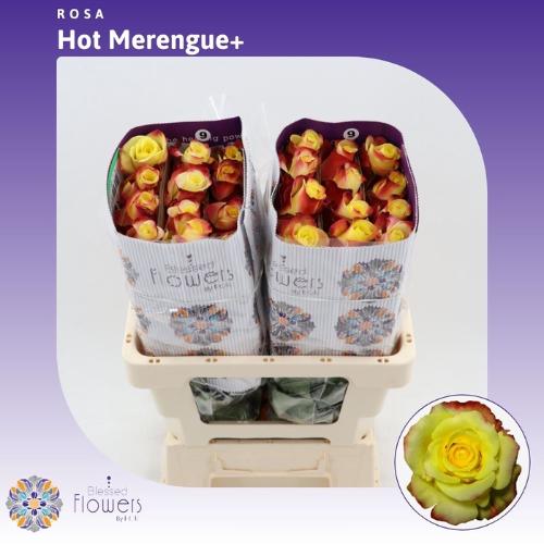 Rosa grootbloemig Hot Merengue+