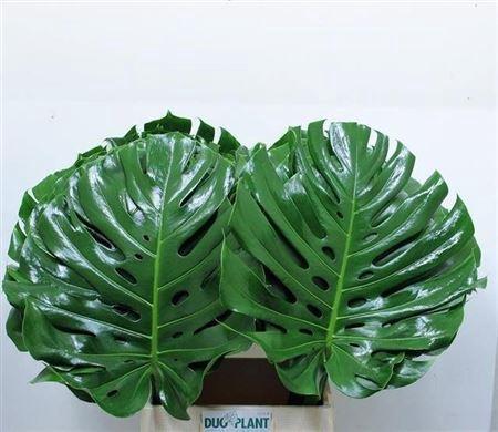 Monstera (blad)