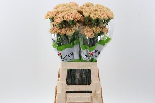 Dianthus standaard Ambar