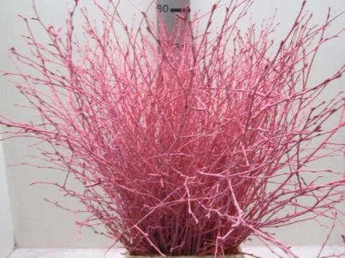 Betula kleurbehandeld H%