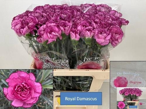 Dianthus standaard 'Royal Damascus'