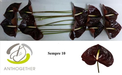 Anthurium (Andreanum Grp) Sempre