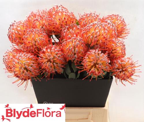 Leucospermum 'Naomi'