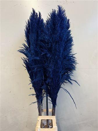 Cortaderia overig