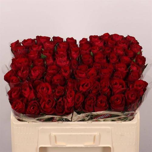 Rosa grootbloemig Madam Red