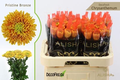 Chrysanthemum (Indicum Grp) geplozen Pristine Bronze
