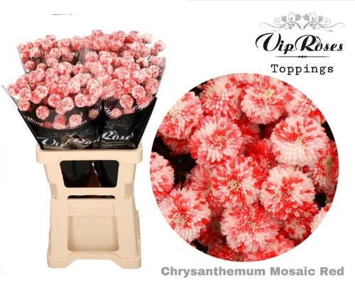 Chrysanthemum Indicum Grp tros kas kleurbehandeld H%