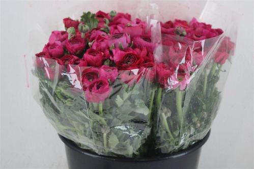 Ranunculus asiaticus 'Elegance Hot Pink'