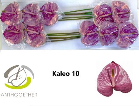 Anthurium Andreanum Grp Kaleo