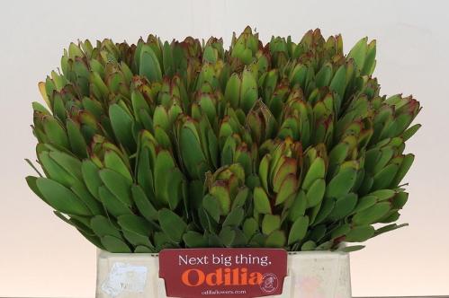 Leucadendron 'Safari Goldstrike'