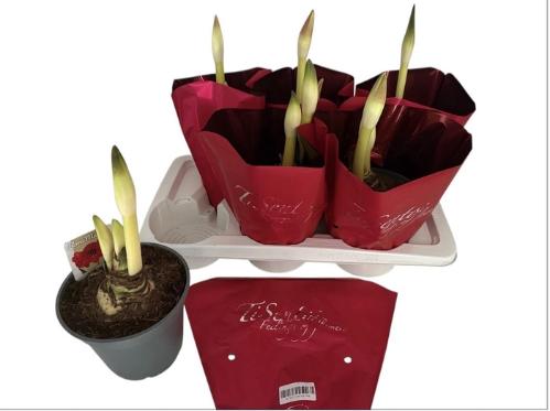 Hippeastrum Galaxy Grp 'Red Lion'