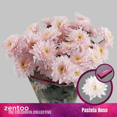 Chrysanthemum (Indicum Grp) tros Pastela Rosé