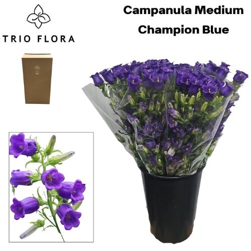 Campanula medium 'Champion Blue'