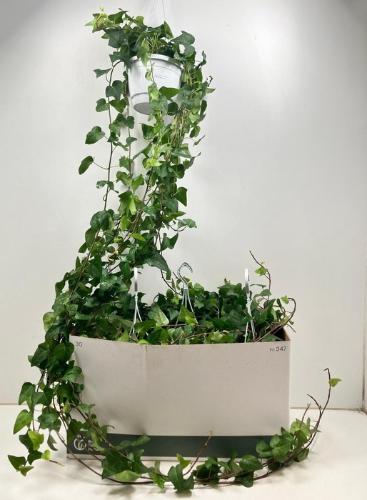 Hedera helix 'Mein Herz'