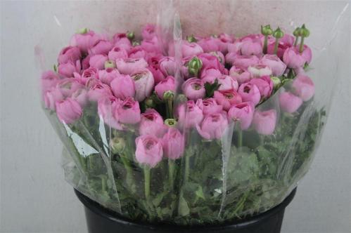 Ranunculus asiaticus 'Elegance Pink'