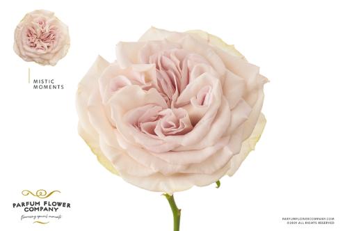 Rosa grootbloemig Mystic Moments