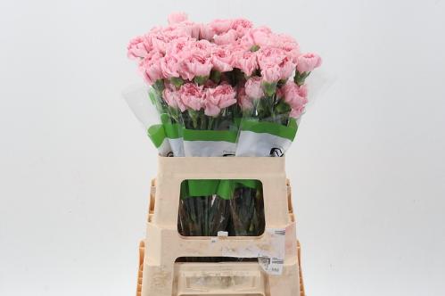 Dianthus standaard overig