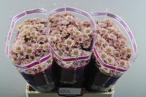 Chrysanthemum (Indicum Grp) tros santini Babette