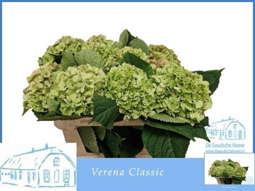 Hydrangea macrophylla 'Verena' (classic)