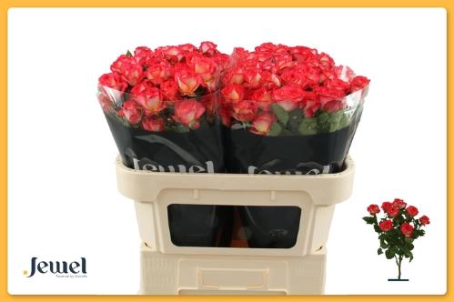 Rosa tros Summer Dance