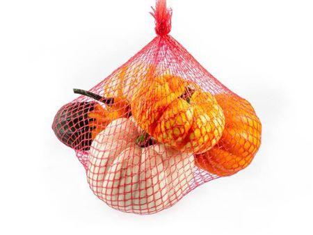 Cucurbita pepo