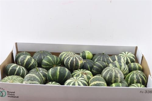 Cucurbita pepo