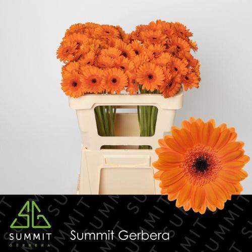 Gerbera mini 'Bison'