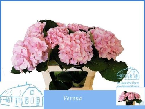 Hydrangea macrophylla 'Verena'