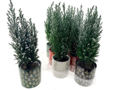 Chamaecyparis lawsoniana 'Ellwoodii'