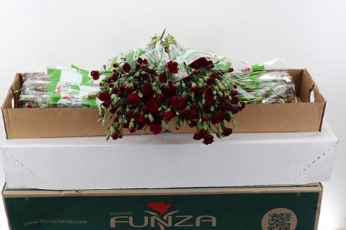 Dianthus tros 'Chateau'