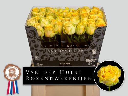 Rosa grootbloemig Lemon Finess