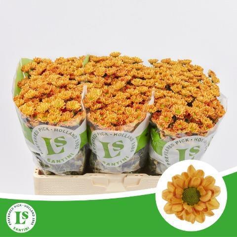 Chrysanthemum (Indicum Grp) tros santini Rossi Orange