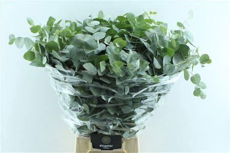 Eucalyptus per bos cinerea