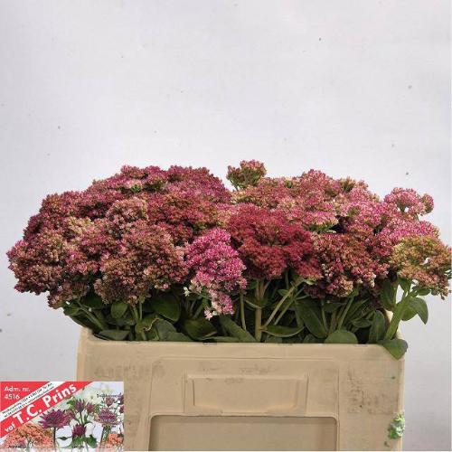Sedum 'Mr Goodbud'